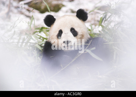 Giant Panda Ailuropoda melanoleuca feeding on bamboo snowy focus Wolong Research Conservation Centre Sichuan Szechwan Province Stock Photo