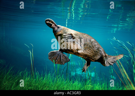 Platypus Ornithorhynchus anatinus With worm in bill Photographed in Tasmania Australia Stock Photo