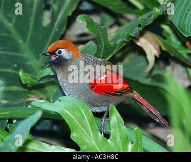 Red Winged Laughing Thrush singing in the jungle Stock Photo