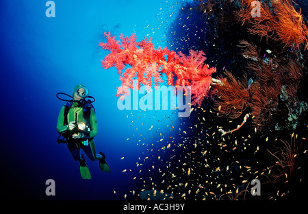 Scuba diver and Red soft corals Acropora divaricata Sudan Africa Red Sea Stock Photo