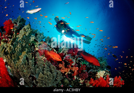 Coral grouper and scuba diver Cephalopholis miniata Egypt Red Sea St John s Reef Stock Photo