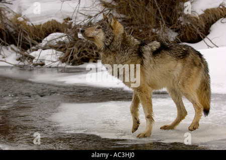 Gray Wolf American Canis lupis In snow Photographed in USA Stock Photo