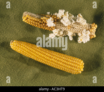 PEARL TYPE POPCORN ZEA MAYS VERTA TWO EARS OF POPCORN ONE WAS EXPOSED TO MICROWAVE STUDIO Stock Photo