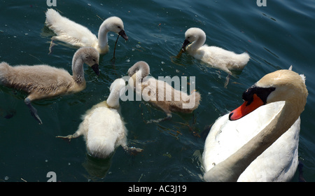 Mother swan and five cygnets swimming in a circle Stock Photo
