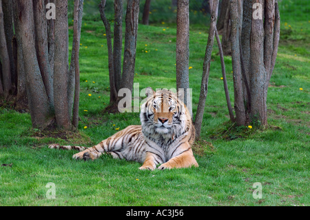 Siberian tiger lying on grass in the forest Stock Photo