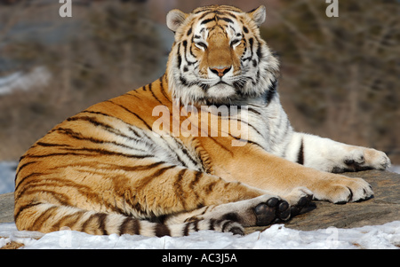 Siberian Tiger looking out while Lounging on a rock Stock Photo