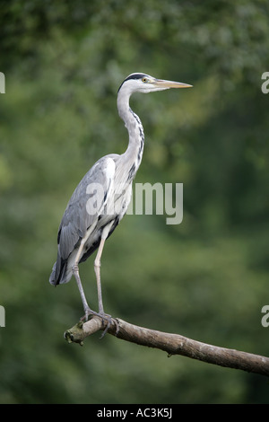 Grey Heron - Ardea cinerea Stock Photo