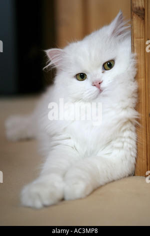 white persian cat closeup Stock Photo
