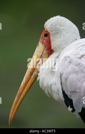 Yellowbilled Stork - Mycteria ibis Stock Photo