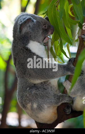 Australian Koala Bear Stock Photo