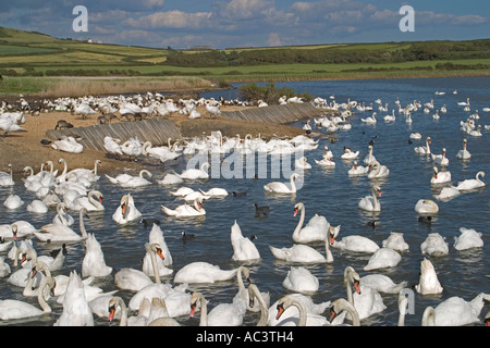 Mute Swans at Abbotsbury Swannery, Dorset, England, UK Stock Photo