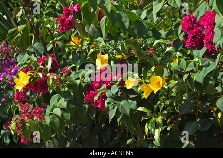 Tropical flowers, Ghana, West Africa Stock Photo