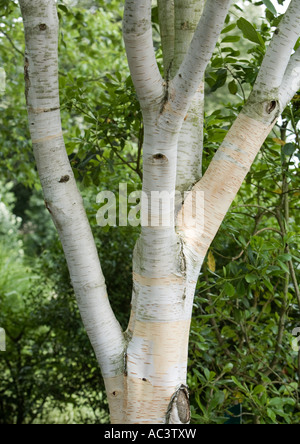 Silver birch tree close up in the Abbaye de Valloires botanical gardens in frane eu Stock Photo