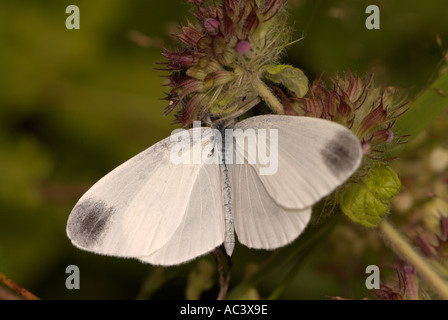 Wood White Leptidea sinapsis Stock Photo