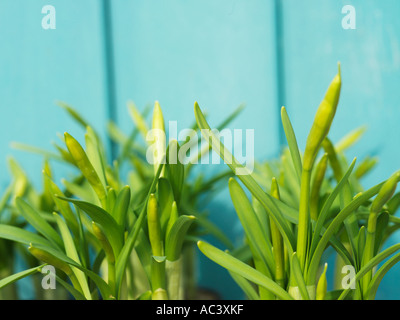 Dafodils sprouting in pots close up Stock Photo