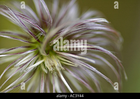 Detail of a clematis flower head after flowering has finished Stock Photo