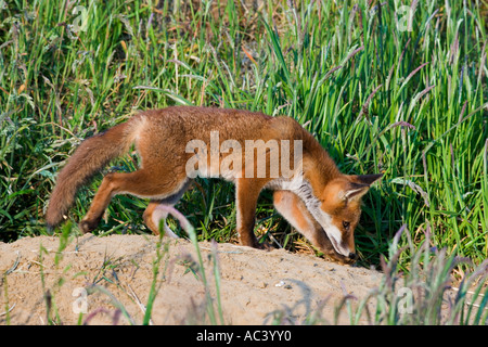 Red fox Vulpes vulpes standing sniffing ground alert at entrance to earth potton bedfordshire Stock Photo