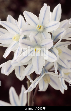 Puschkinia scilloides var. libanotica (Striped squill) Close up of raceme of white and pale blue flowers. Stock Photo