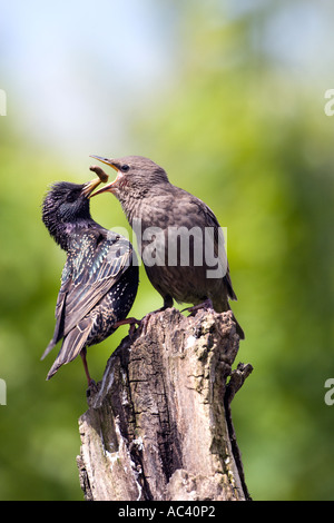 Adult Starling Sturnus vulgaris feeding young leather jackets on stump with nice out of focus background potton bedfordshire Stock Photo