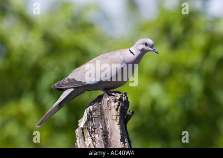 Collared dove Streptopelia decaocto sitting looking alert on stump with nice out of focus background potton bedfordshire Stock Photo