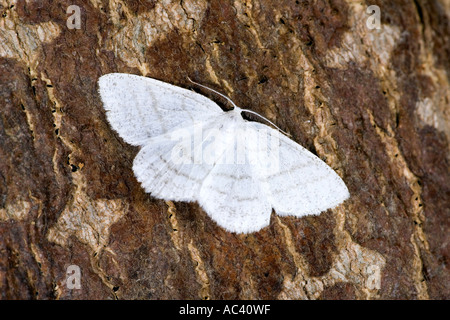 Common White Wave Cabera pusaria at rest on bark with wings open potton bedfordshire Stock Photo