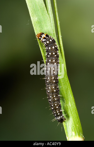 Timothy Tortrix Aphelia paleana larva Potton Bedfordshire with nice out of focus background Stock Photo