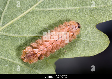Purple Hairstreak Larvae on oak leaf Neozephyrus quercus feeding on oak potton bedfordshire Stock Photo
