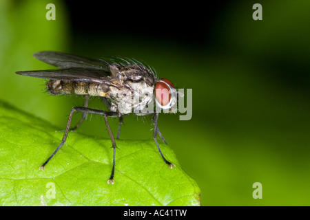 unidentified fly on a leaf Stock Photo