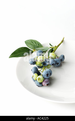 Fresh picked stem of blueberries on white plate Stock Photo