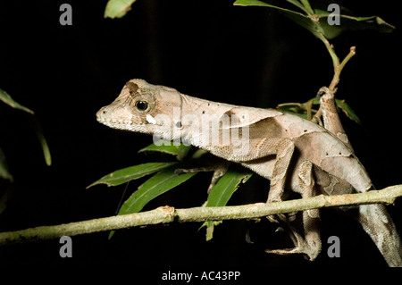 yellow tongued forest anolis in the amazon rainforest ecuador Stock Photo