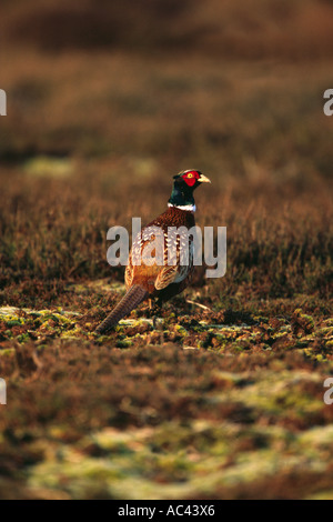 Common Pheasant Male (Phasianus colchicus) on moor Stock Photo