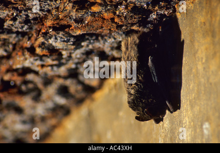 Greater mouse-eared bat (Myotis myotis) Inside the bunker Stock Photo
