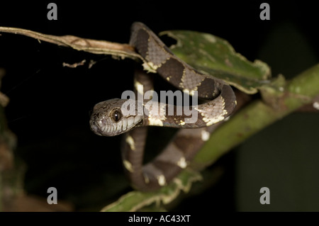 big headed snail eating snake in the amazon rainforest Stock Photo