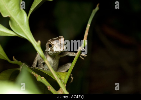 yellow tongued forest anolis in the amazon rainforest ecuador Stock Photo