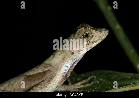 yellow tongued forest anole Stock Photo