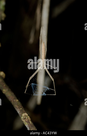 net building spider in the amazon rainforest ecuador Stock Photo