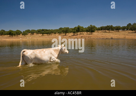 A Charolais cow freshening it up in a lake (Portugal). Vache de race Charolaise se rafraîchissant dans un lac  (Portugal). Stock Photo