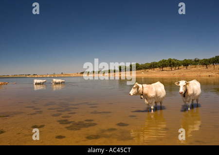 Charolais cows freshening them up in a lake (Portugal). Vaches de race Charolaise se rafraîchissant dans un lac  (Portugal). Stock Photo