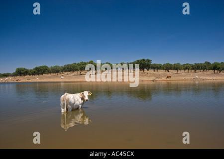 A Charolais cow freshening it up in a lake (Portugal). Vache de race Charolaise se rafraîchissant dans un lac  (Portugal). Stock Photo