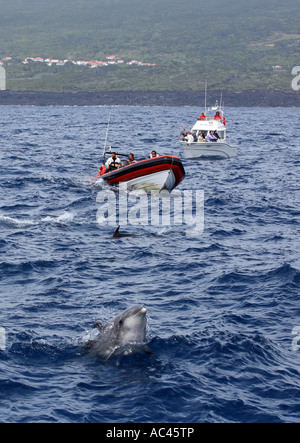 People dolphin watching in two boats watch bottlenose dolphins, the Azores, Atlantic Ocean Stock Photo