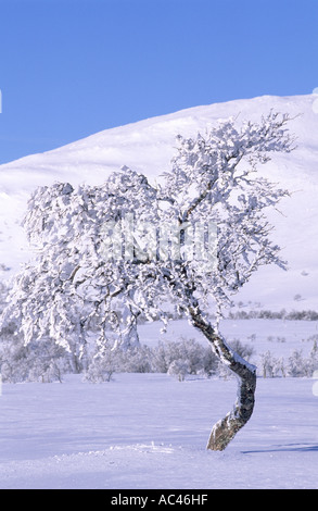 Frosty birch tree. Valdalsfjellet, Hedmark fylke, Norway Stock Photo