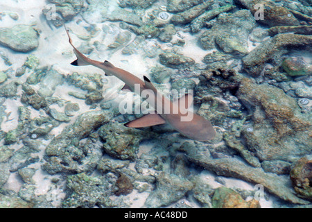 Blacktip reef shark juvenile Carcharhinus melanopterus Bird I Mili  Stock Photo