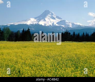 Hood River Valley in Northern Oregon with glaciated Mount Hood and Spring blooming wild mustard creating a yellow field Stock Photo