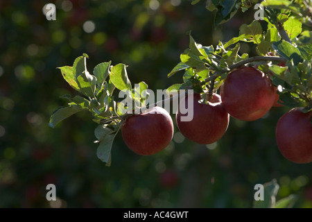 Red apples on tree, South Tyrol, Italy Stock Photo