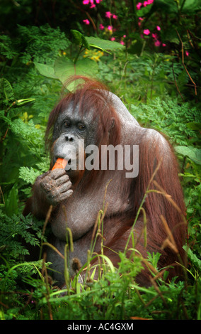 A cute Bornean Orangutan Pongo pygmaeus sits in lush green grass of a nature reserve feeding eating a bright orange carrot Stock Photo