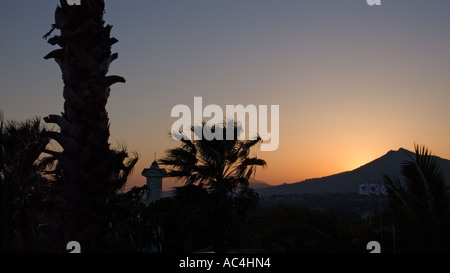 Palm trees on Jeju island, South Korea. Stock Photo