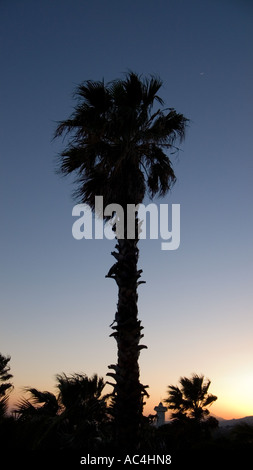 Palm trees on Jeju island, South Korea. Stock Photo