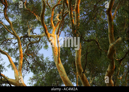 Red Gums Victoria Australia Stock Photo