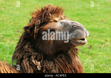 Closeup of adult Bactrian Camel camelus bactrianus lying down on grass in captivity at a nature reserve in England UK Stock Photo