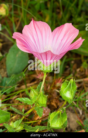 flower light pink coloured in the meadow Stock Photo